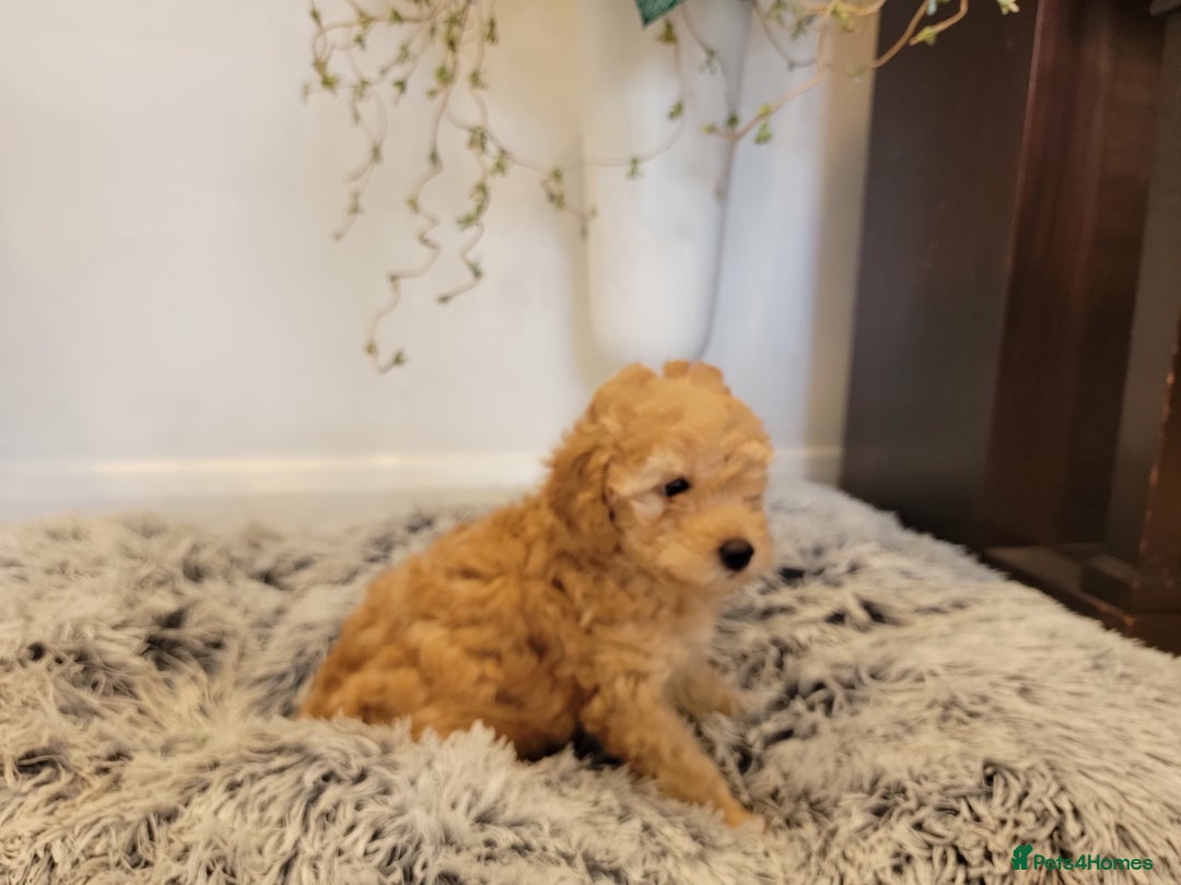 Maltipoo dogs for sale: F1b Maltipoo (Ready to leave now)   - Image 4