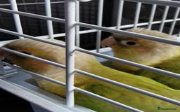 Conures birds for sale: 3 baby conures for sale - Image 5