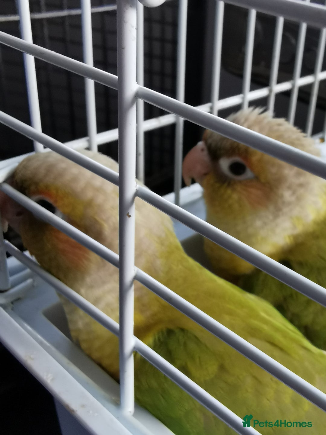 Conures birds for sale: 3 baby conures for sale - Image 5