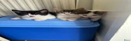 Mixed Breed cats for sale: 3 beautiful kittens ready for homes this weekend  in Liverpool - Advert 3