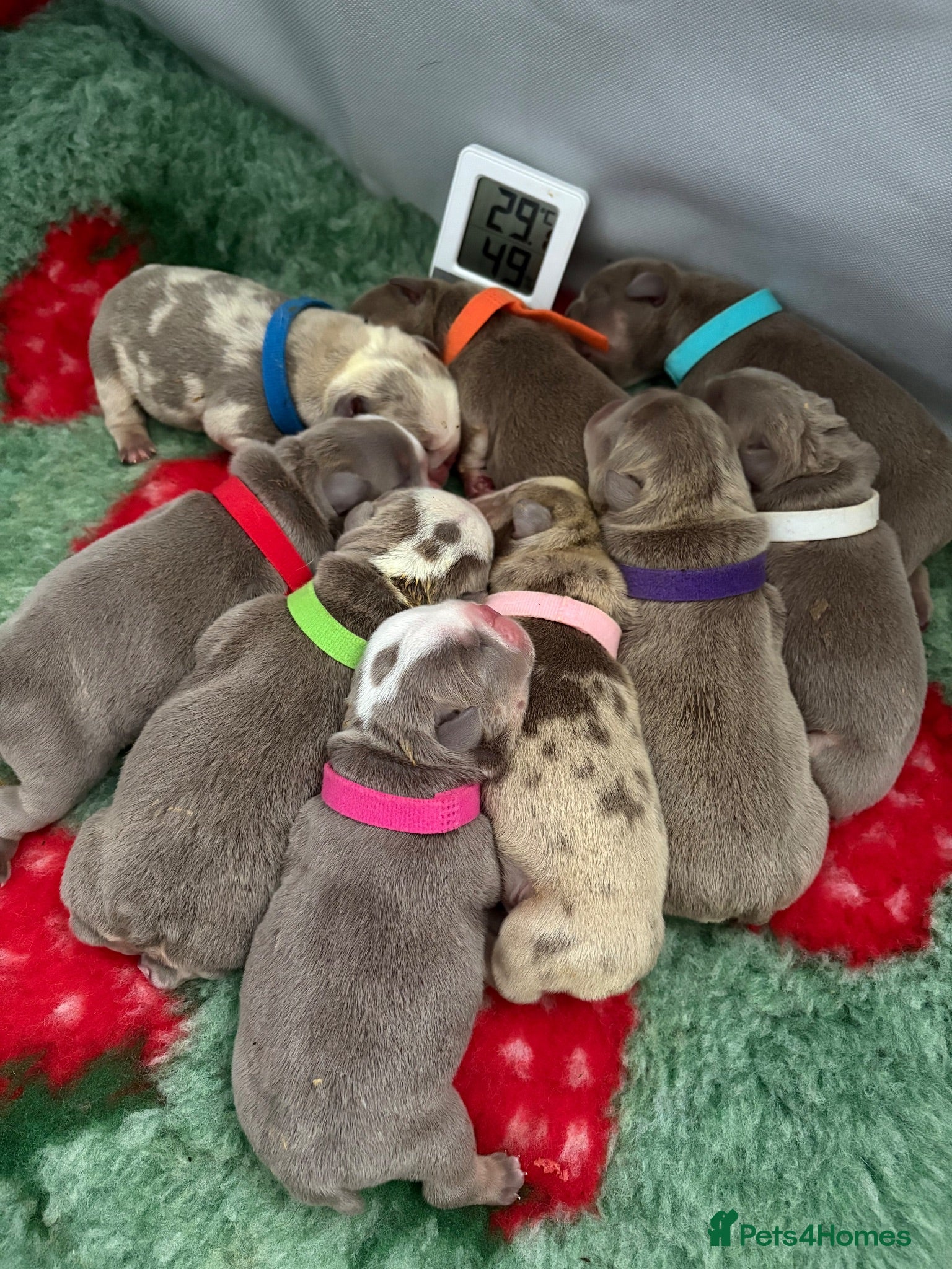 English Bulldog dogs 9 beautiful 5 ⭐️ English bulldogs  - Advert 1