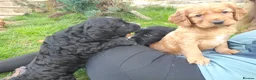 Sprocker dogs for sale: Working spaniel 2 male puppies  in Hexham - Advert 6