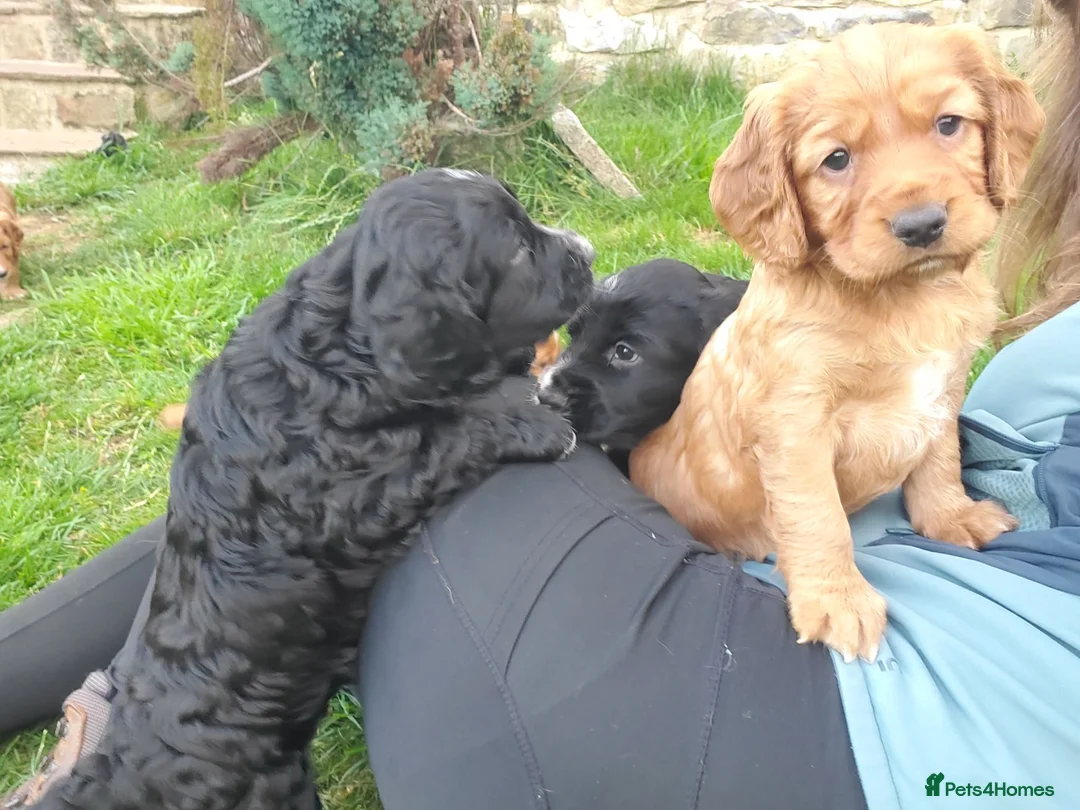 Sprocker dogs for sale: Working spaniel 2 male puppies  in Hexham - Advert 6