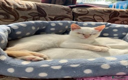 Mixed Breed cats for sale: Gorgeous white male kitten looking for a new home - Image 1