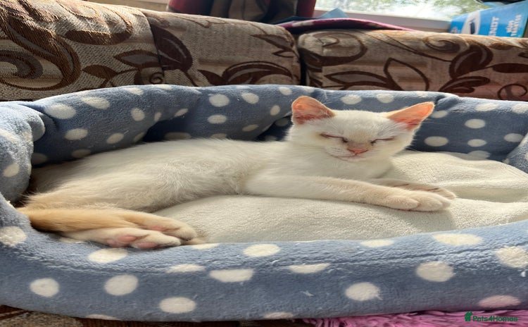 Mixed Breed cats - Advert 2