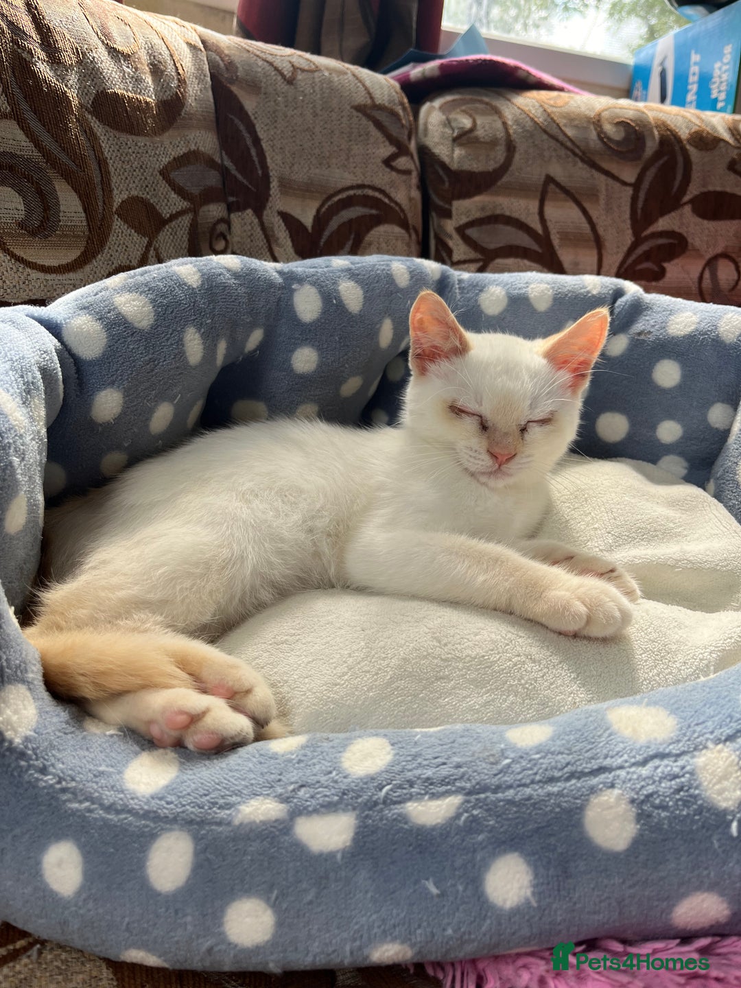 Mixed Breed cats for sale: Gorgeous white male kitten looking for a new home - Image 1