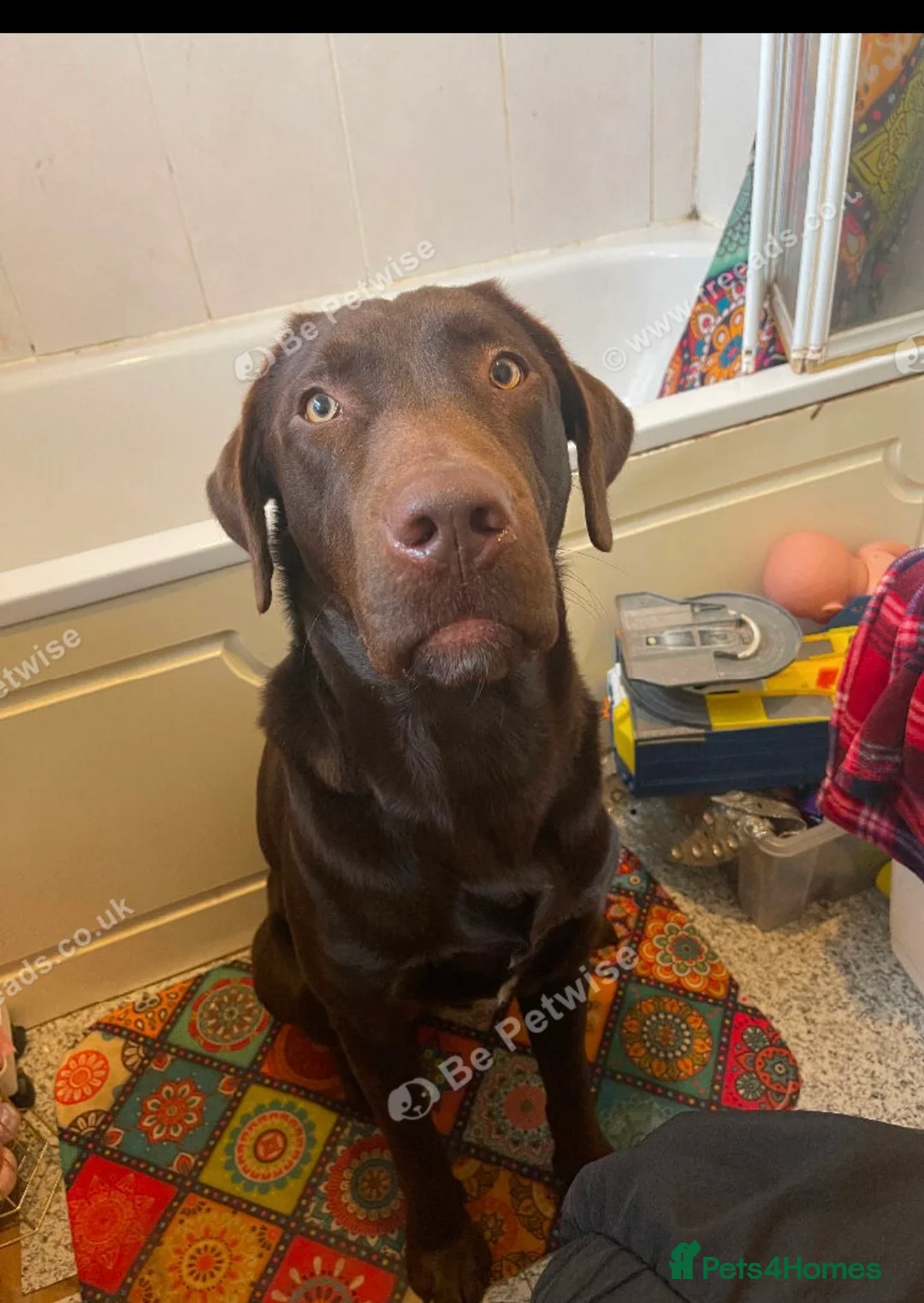 Labrador Retriever dogs for sale: Chocolate Labrador aged 2 - Advert 2