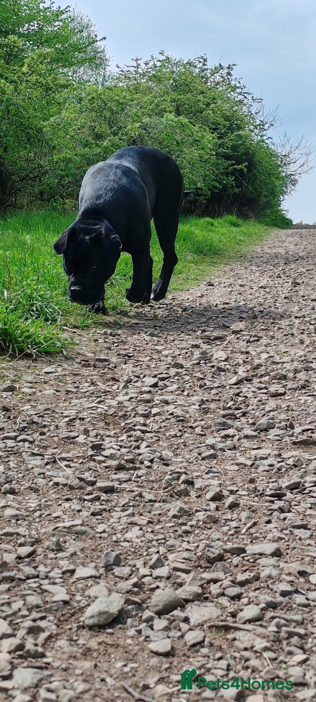 Cane Corso dogs for sale: Cane Corso  - Advert 23