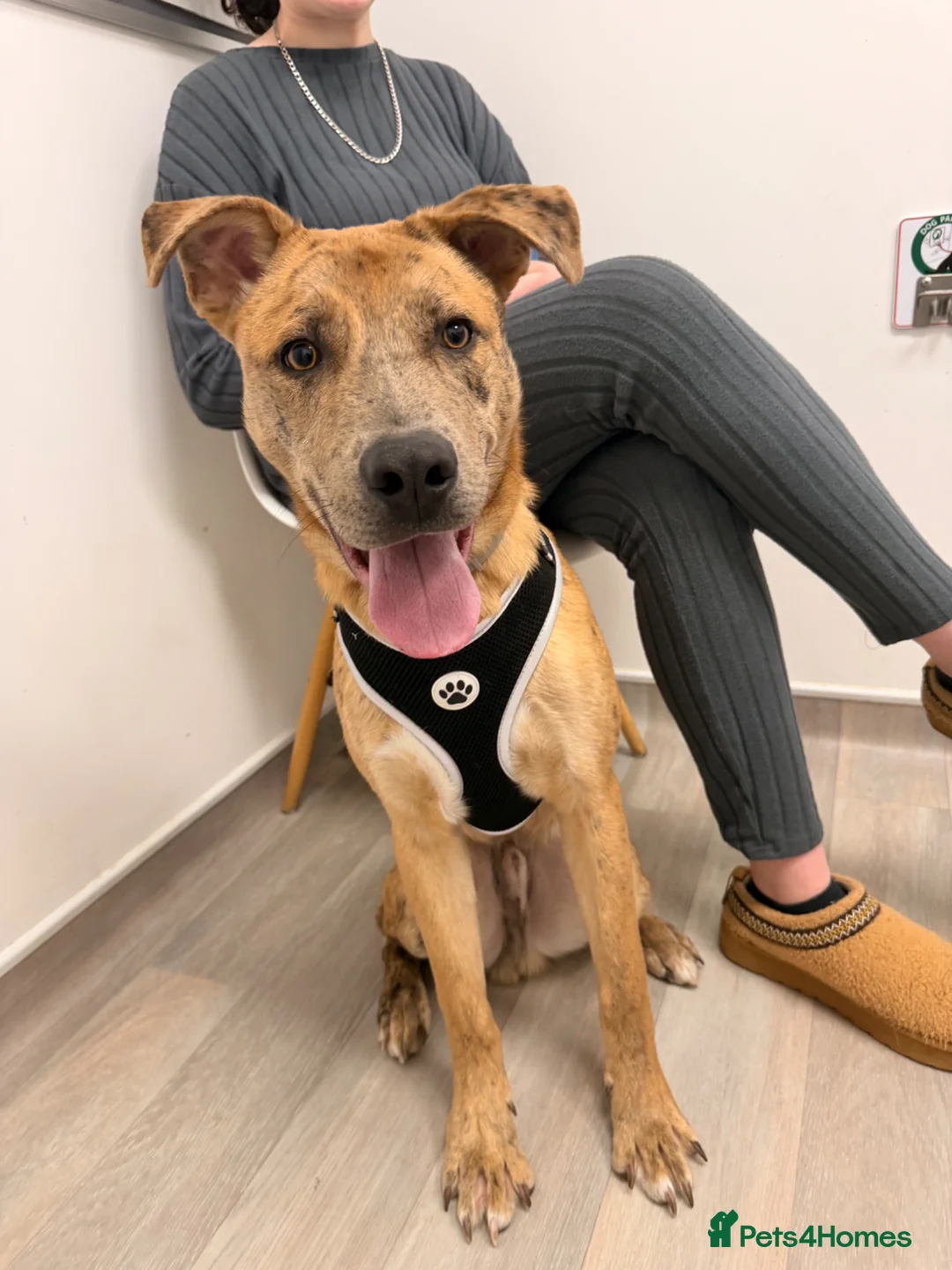 Mixed Breed dogs for sale: Shadow for rehoming  in Alfreton - Advert 4