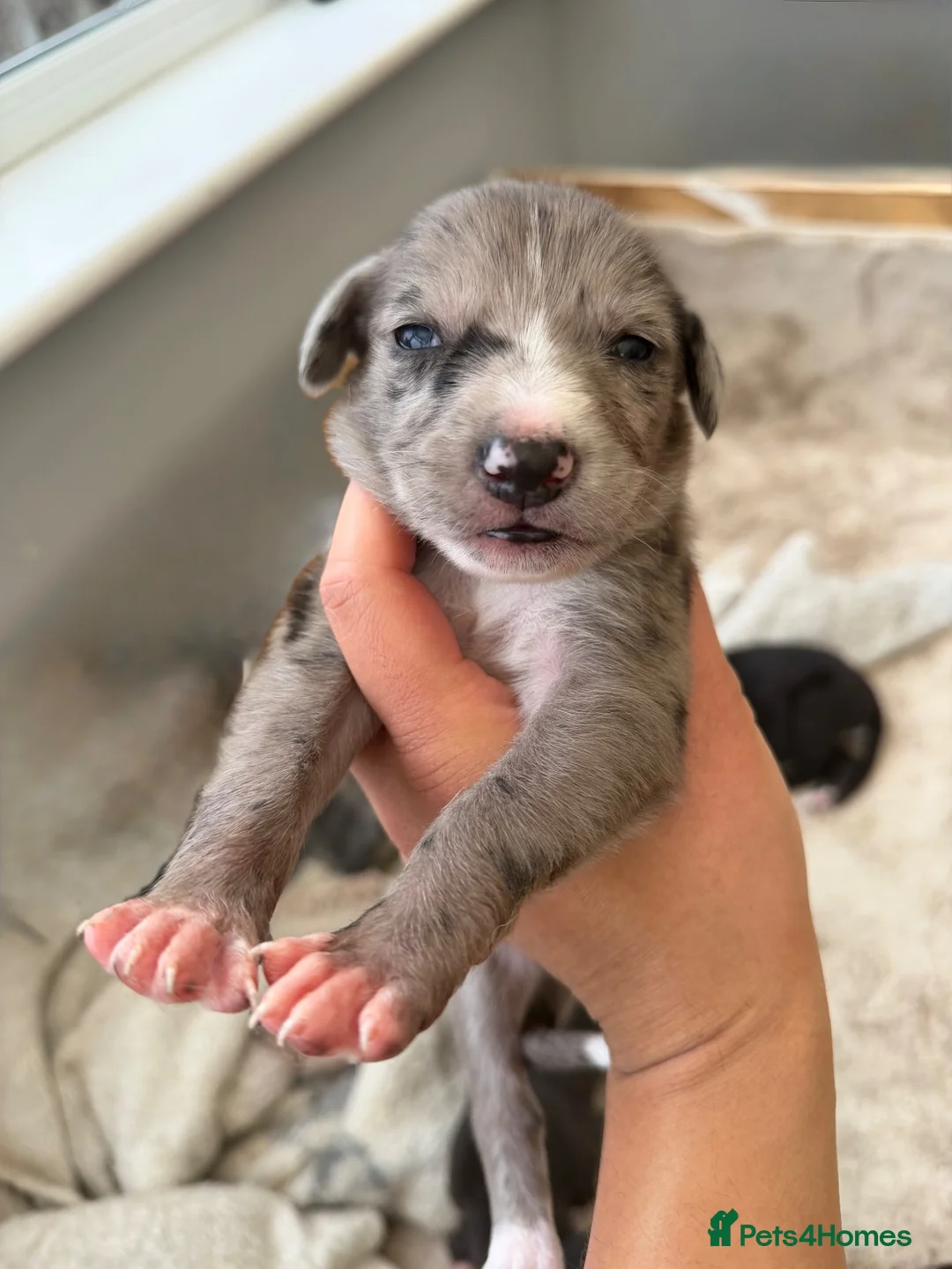 Lurcher dogs for sale: Lurcher ouppies  - Advert 1