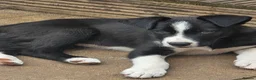 Border Collie dogs for sale: Last gorgeous puppy of a littler of 6. - Advert 5