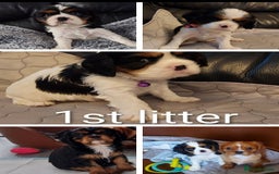 Cavalier King Charles Spaniel dogs for stud: CKCS STUD DOG/ DNA / CHAMPION LINES  - Image 8