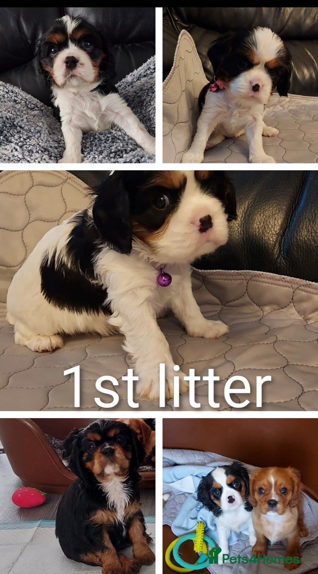 Cavalier King Charles Spaniel dogs for stud: CKCS STUD DOG/ DNA / CHAMPION LINES  - Image 8