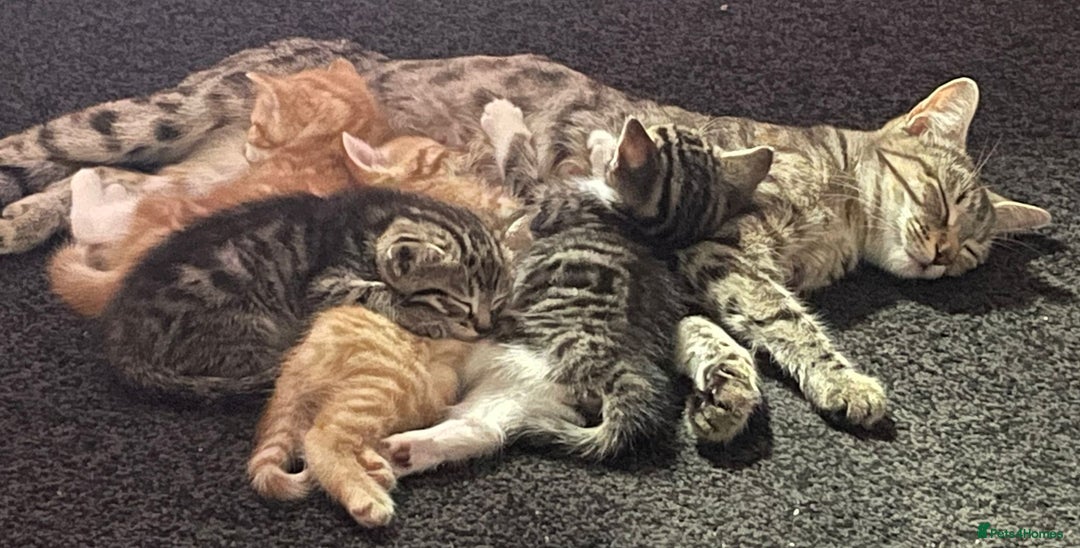 Mixed Breed cats for sale: ***BEAUTIFUL KITTENS*** Ready For New Homes - Image 11