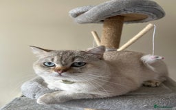 British Shorthair cats for sale: Simba  - Image 1