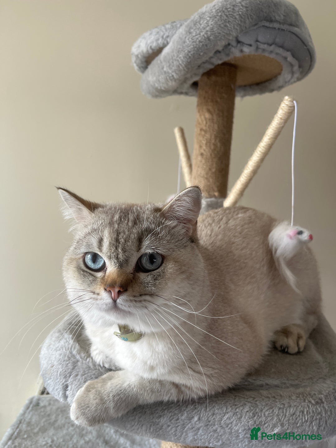 British Shorthair cats for sale: Simba  - Image 1