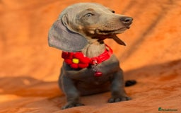 Miniature Dachshund dogs for sale: KC Reg Miniature Dachshund Puppies  - Image 15
