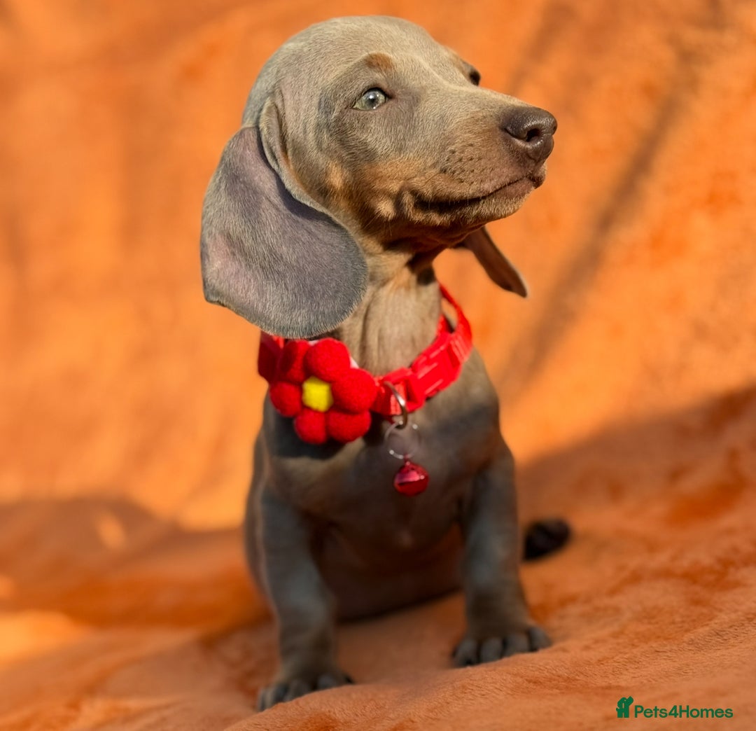 Miniature Dachshund dogs for sale: KC Reg Miniature Dachshund Puppies  - Image 15
