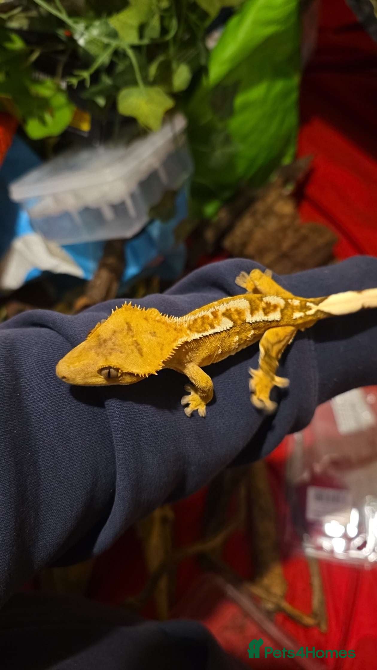 Gecko reptiles Male crested gecko  - Advert 5