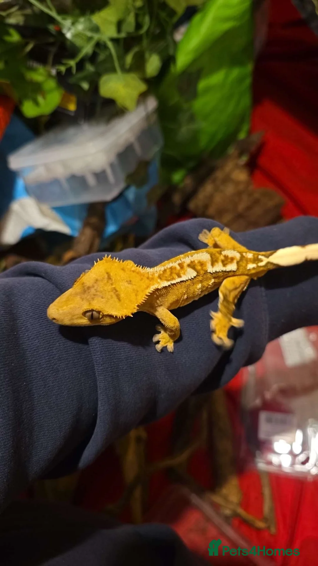 Gecko reptiles for sale: Male crested gecko  - Advert 1
