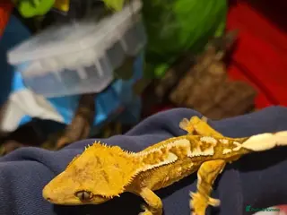 Gecko reptiles Male crested gecko - Advert 5