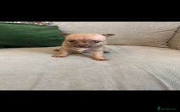 Pomchi dogs for sale: Pomchi puppie for sale - Image 15