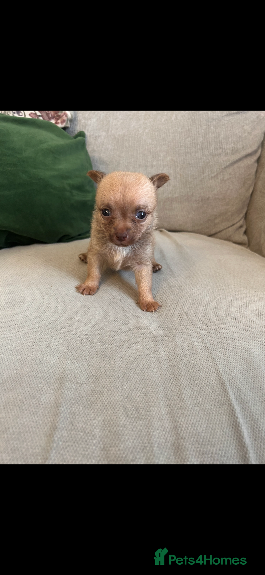 Pomchi dogs for sale: Pomchi puppie for sale - Image 15