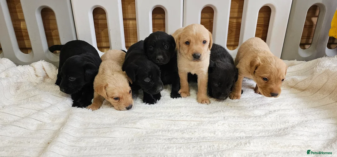 Labrador Retriever dogs for sale: 7 BEAUTIFUL KCREG LABRADORS. HEALTH TESTED PARENTS - Advert 7