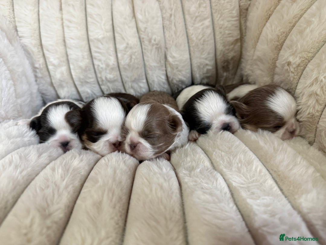 Shih Tzu dogs for sale: Exquisite Imperial Shih Tzu Puppies  - Image 1