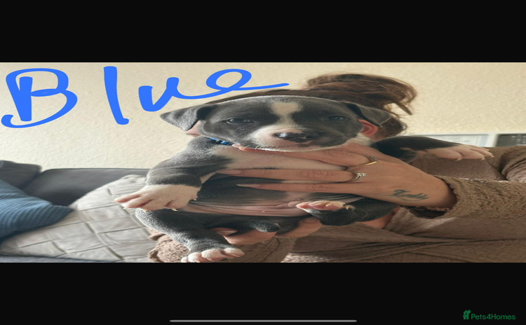 Staffordshire Bull Terrier dogs - Advert 1