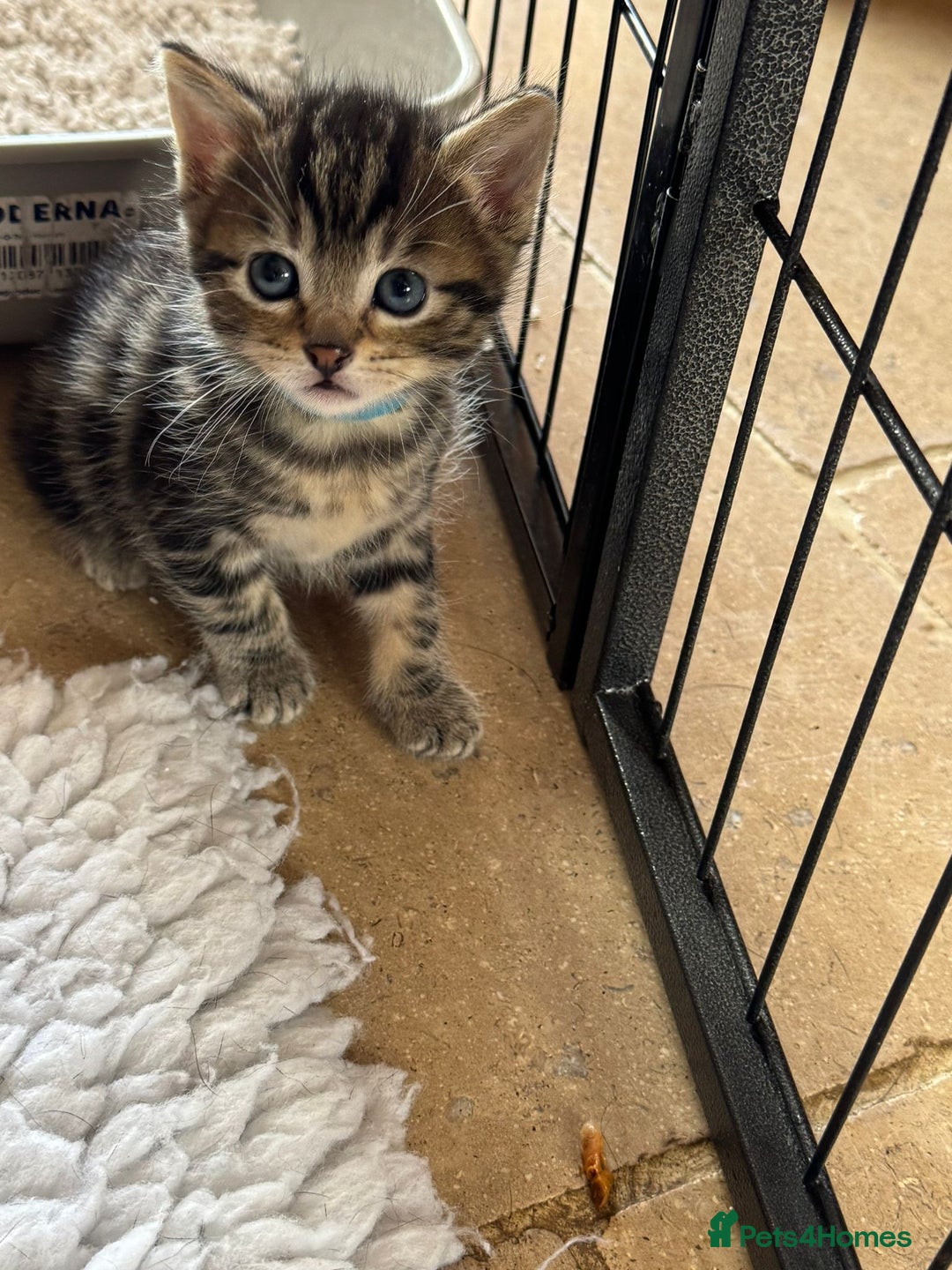 British Shorthair cats for sale: Beautiful playful kittens  - Image 5
