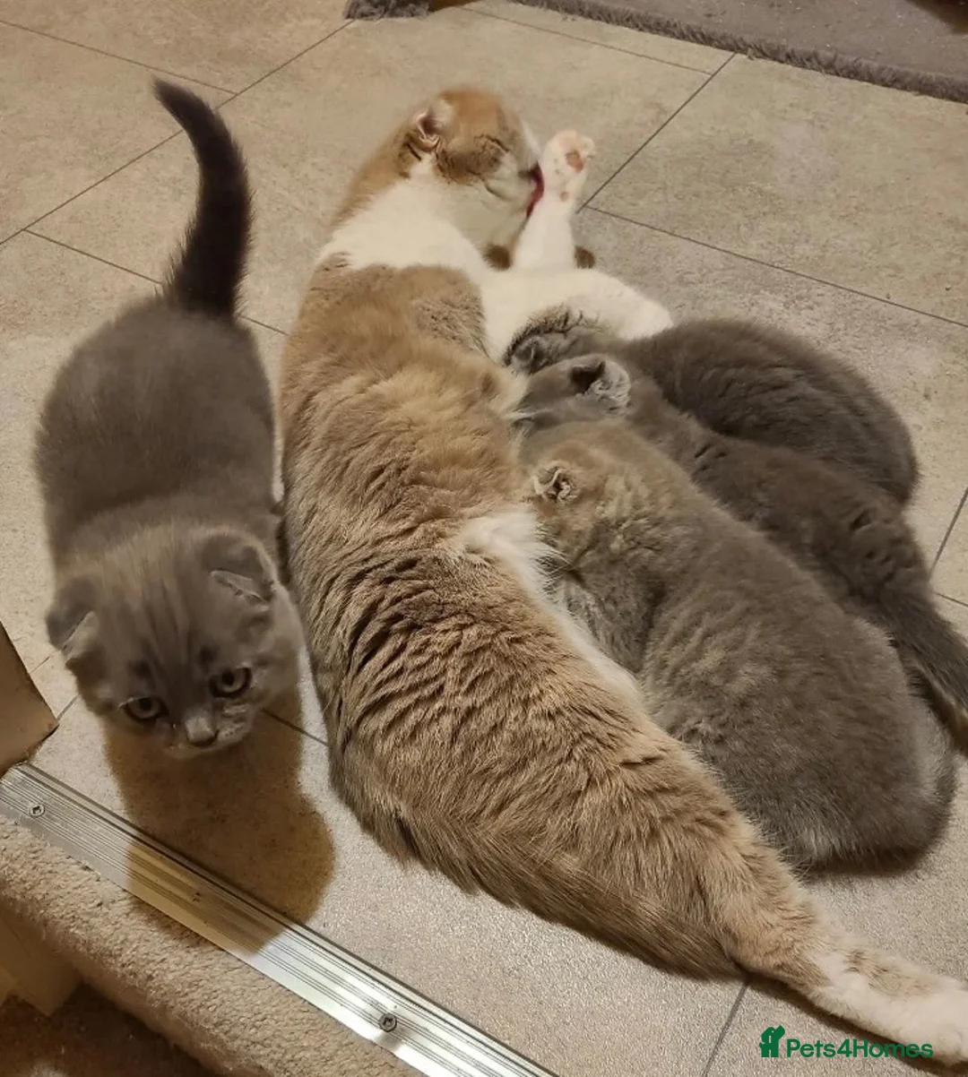 Mixed Breed cats for sale: Beautiful Kittens  - Advert 9