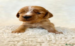 Cocker Spaniel dogs for sale: Full Health Tests KC Reg Showline Cocker Spaniels - Image 5