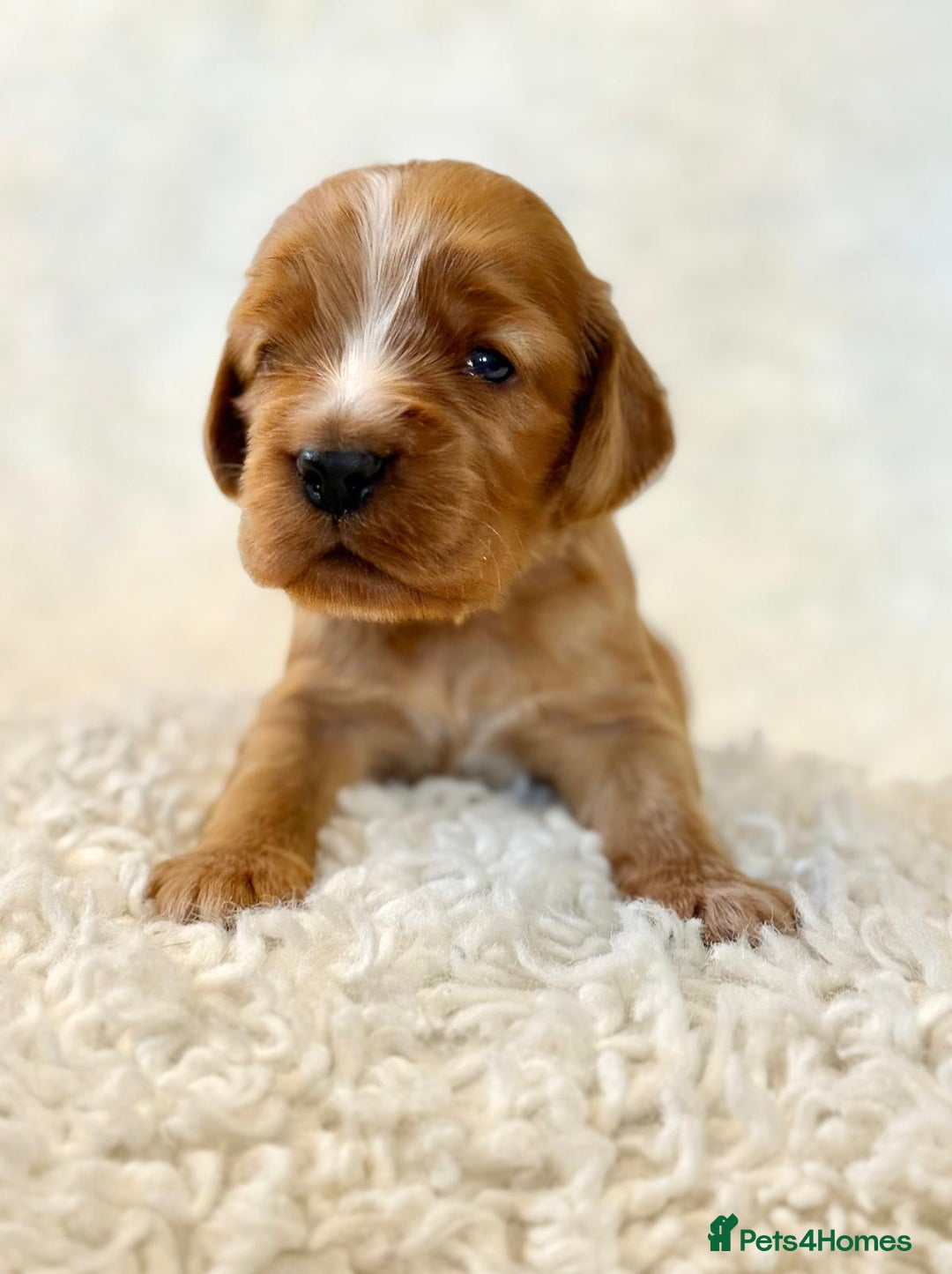Cocker Spaniel dogs for sale: Full Health Tests KC Reg Showline Cocker Spaniels - Image 5
