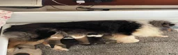 Rough Collie dogs for sale: KC Registered Sable and white puppy bitch - Advert 10