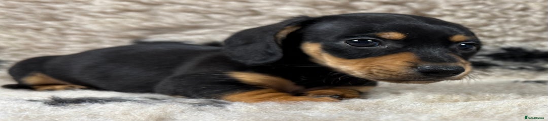 Miniature Dachshund Puppy 2