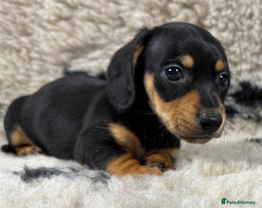 Miniature Dachshund dogs for sale: Miniature dachshund - Image 22