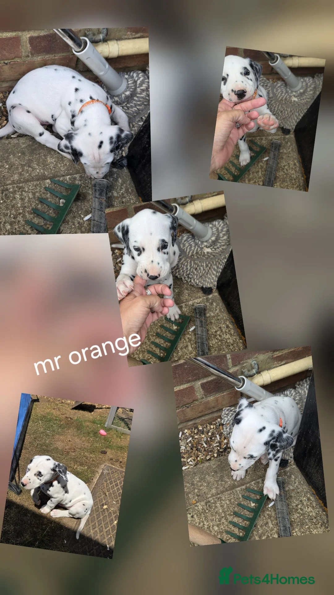 Dalmatian dogs for sale: Last 3 Dalmatian puppies  in Reading - Advert 2