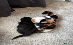 British Shorthair cats for sale: Bsh cats kittens  - Image 3