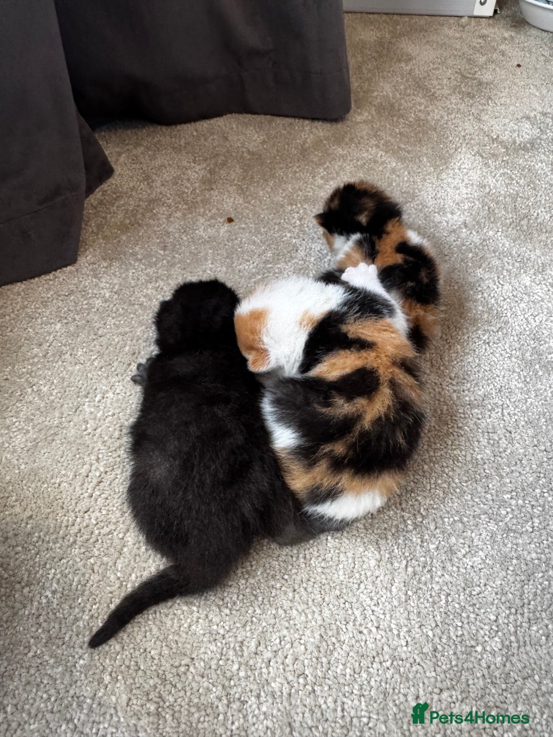 British Shorthair cats for sale: Bsh cats kittens  - Image 3