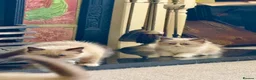 Ragdoll cats for sale: Stunning  ragdoll kittens boy available  - Advert 16