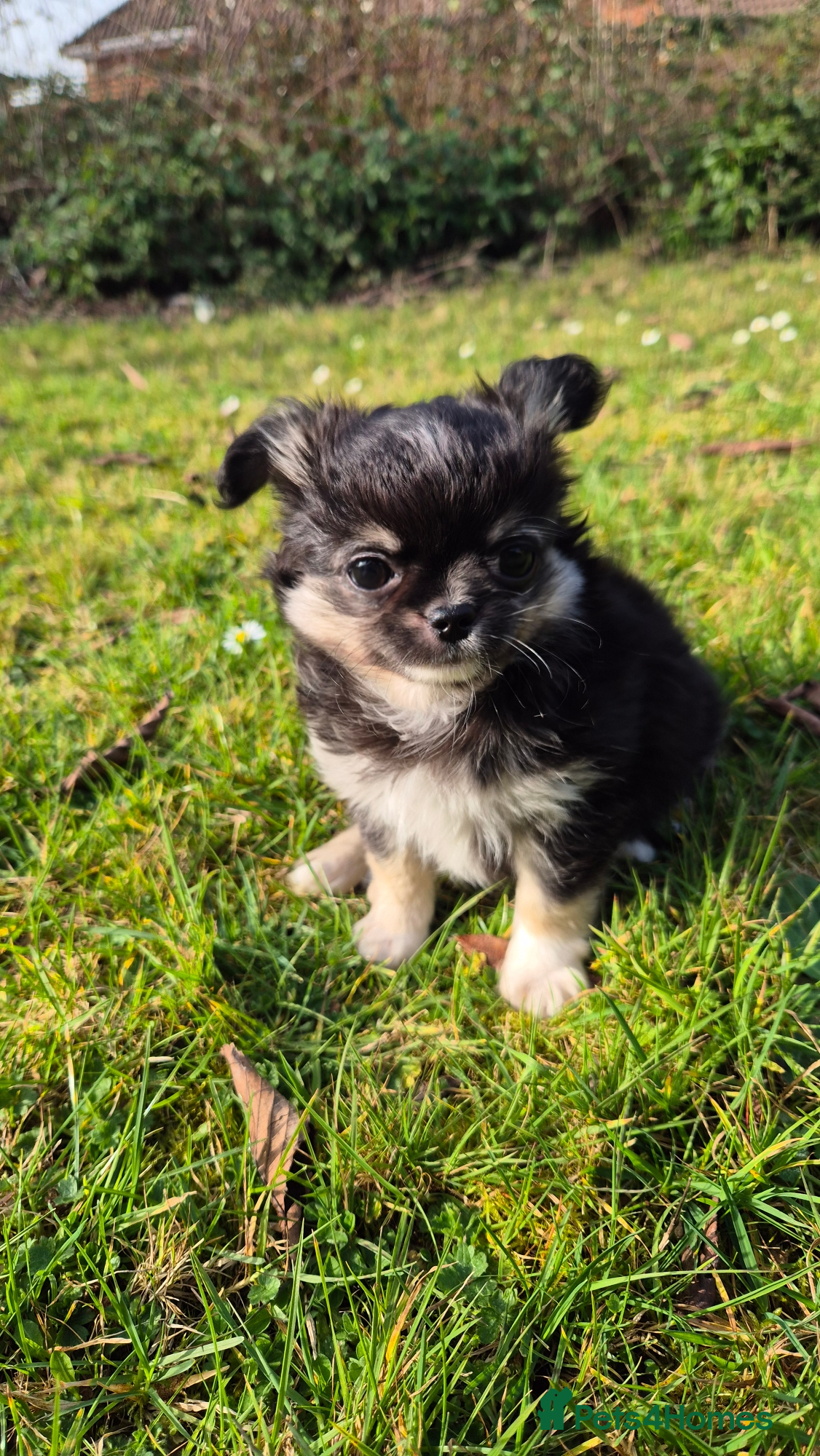 Chihuahua dogs ⚜️KC registered tiny Chihuahua puppies  - Advert 2