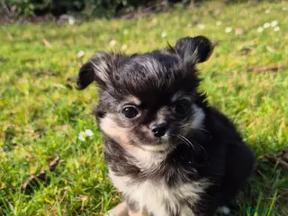 Chihuahua dogs ⚜️KC registered tiny Chihuahua puppies - Advert 1