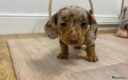 Miniature Dachshund dogs for sale: Minature dachshund pups  - Image 15