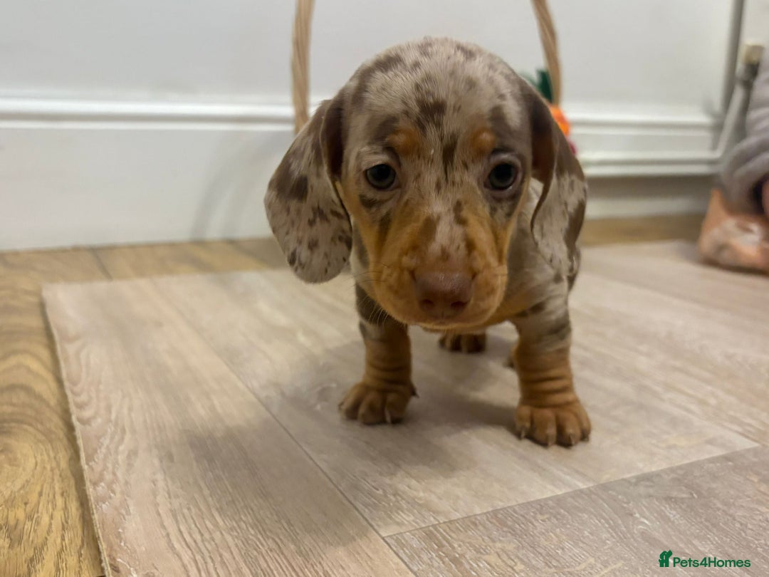 Miniature Dachshund dogs for sale: Minature dachshund pups  - Image 15