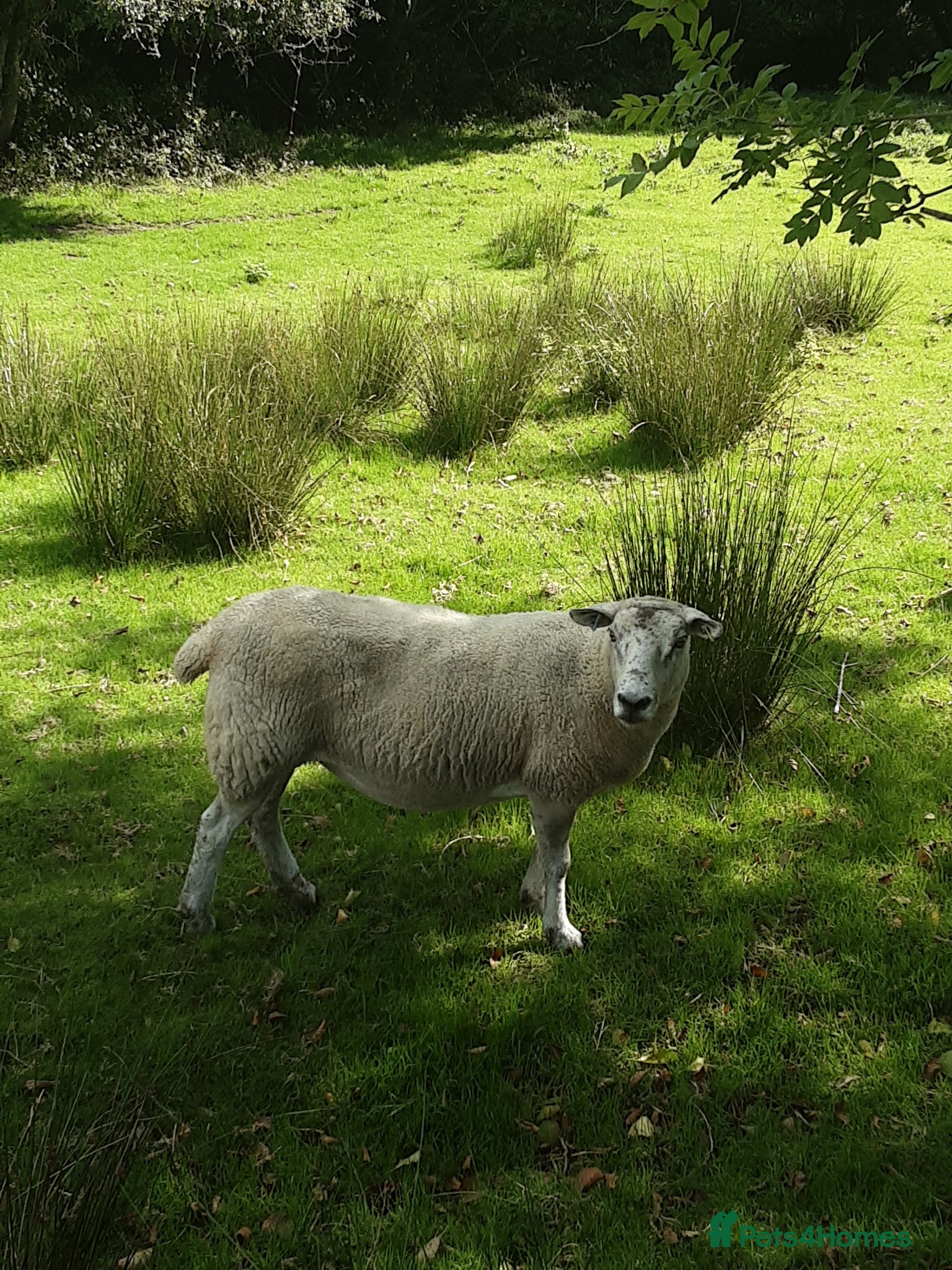 Sheep livestock Dorset mule ewes - Advert 3