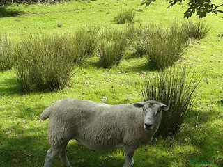 Sheep livestock Dorset mule ewes - Advert 14