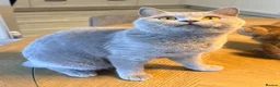 British Shorthair cats for sale: 1 year old active queen  - Advert 6