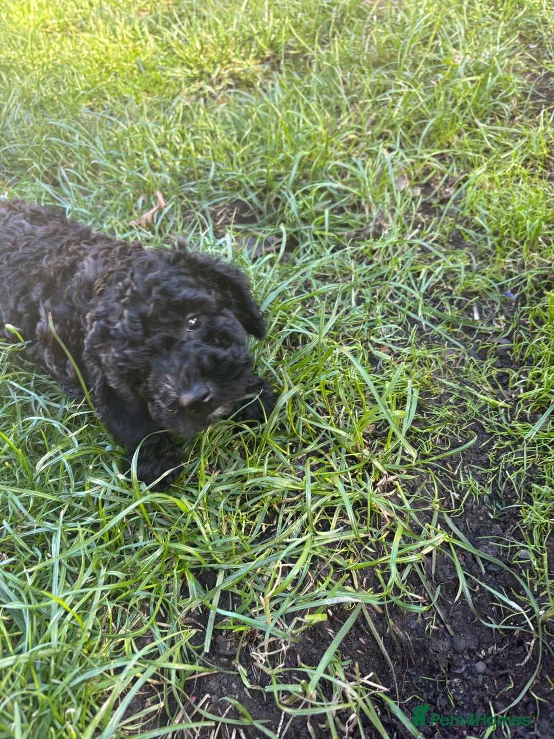 Cockapoo dogs for sale: Cockapoo puppies - Image 10
