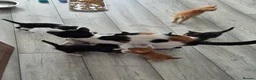 Mixed Breed cats for sale: Kittens in Coventry - Advert 2